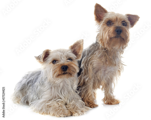 yorkshire terriers