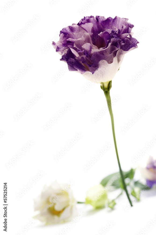 White and purple eustoma flowers