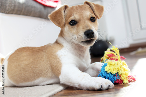 Jack Russell Terrier Welpe möchte spielen