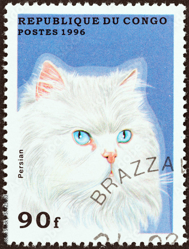 Persian cat (Congo 1996) photo