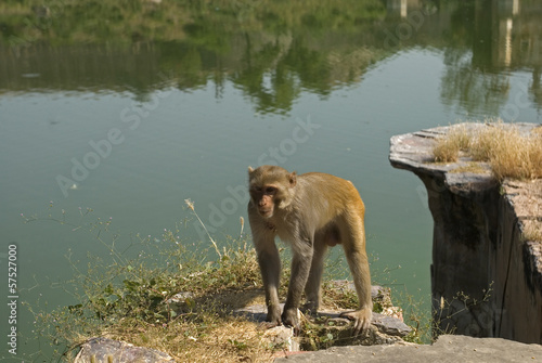 Rhesus macaque  Deeg  Rajasthan  India