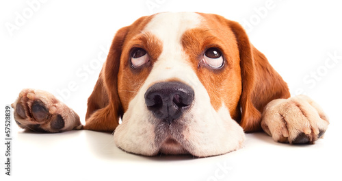 beagle head isolated on white photo