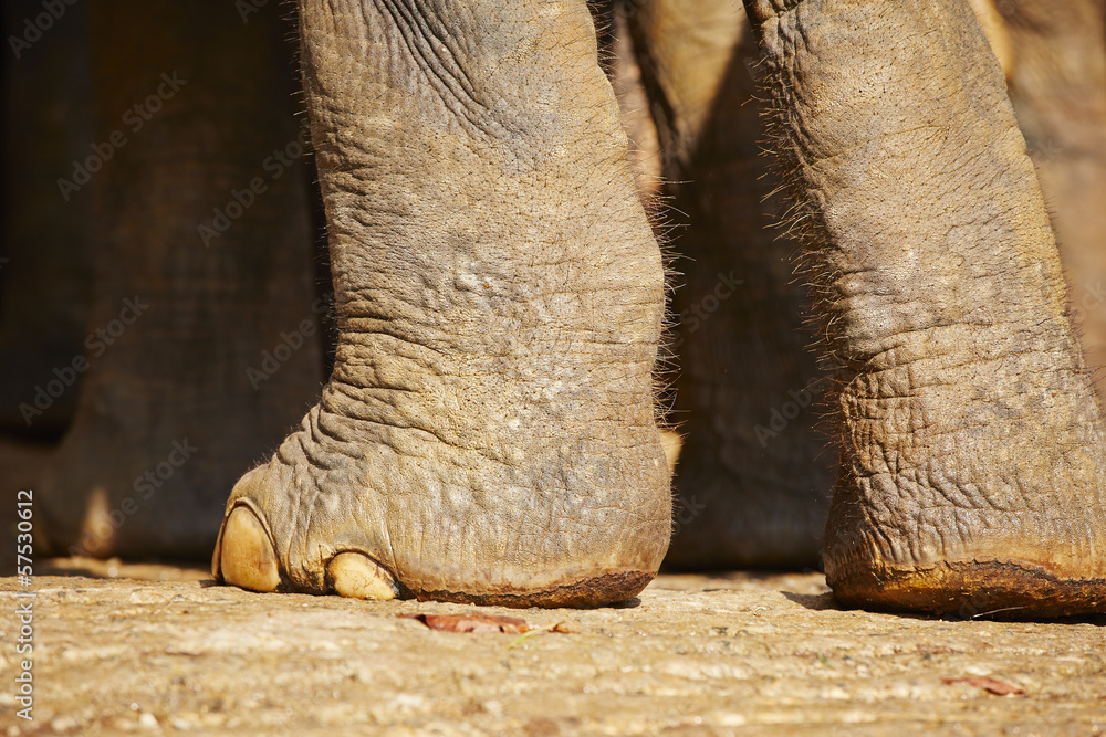 Obraz premium Elephant legs