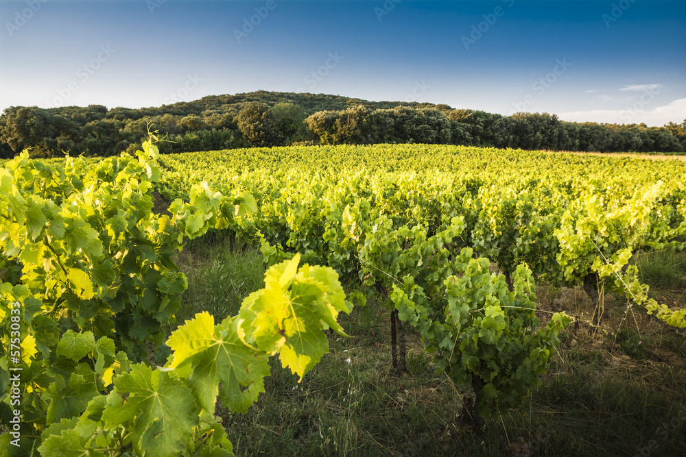 A vineyard at sunset in the south of france