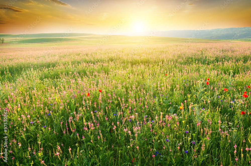 Spring meadow of violet flower