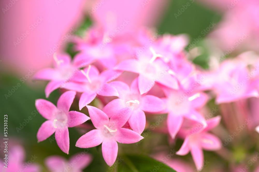 ペンタスの花 ペンタスの花