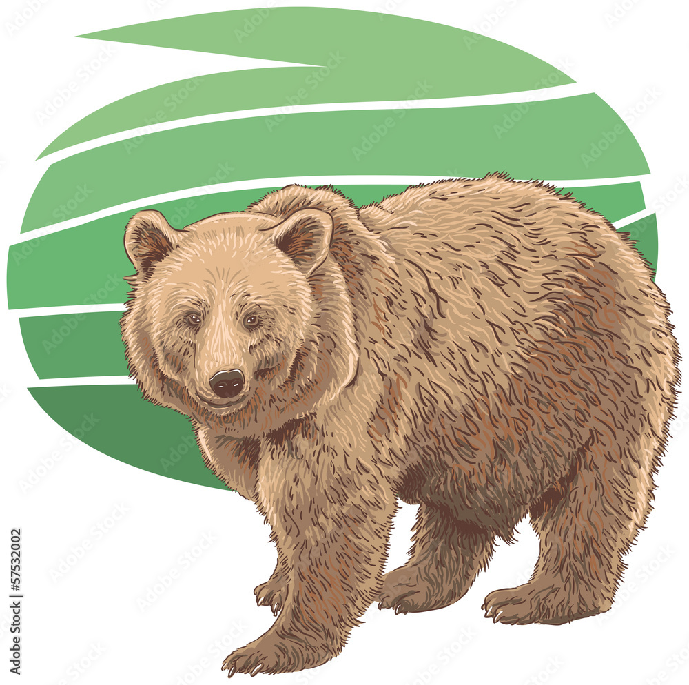 Obraz premium Kodiak bear
