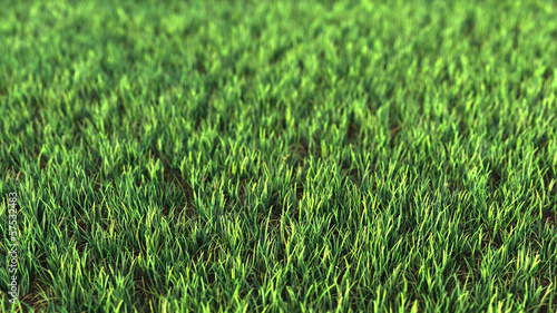 Grass field © Svetoslav Iliev