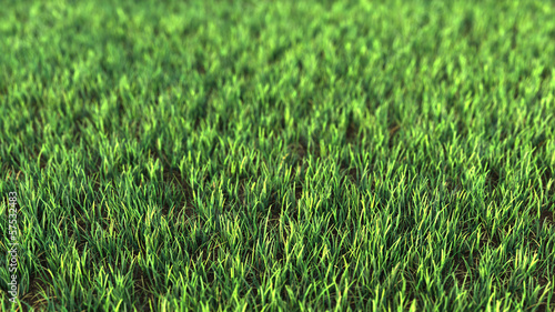 Grass field