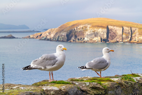 Seagulls on the coast of Dingle Peninsula in Ireland