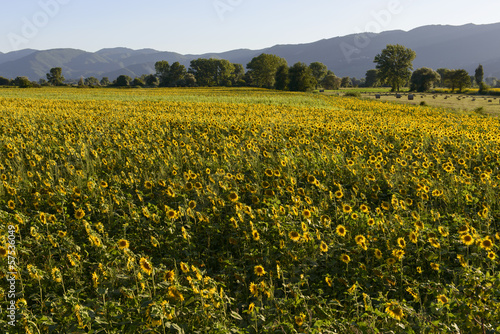 sunflowers fields in the "holy valley" #11, Rieti