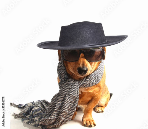 little dog