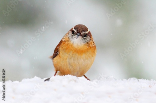 Carolina Wren in Winter