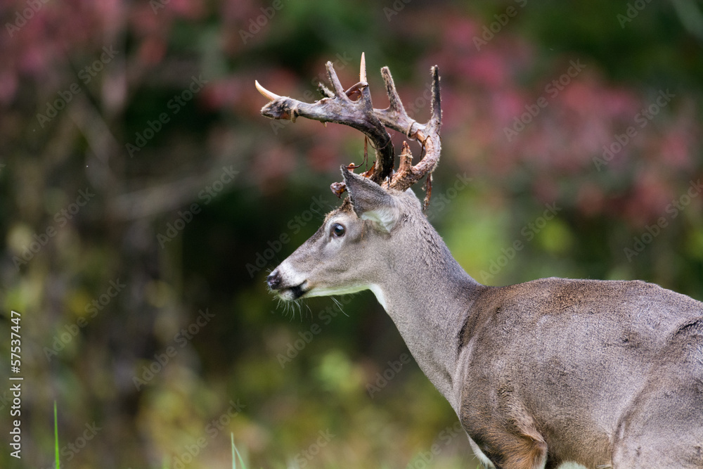 Whitetailed deer buck Whitetailed deer buck