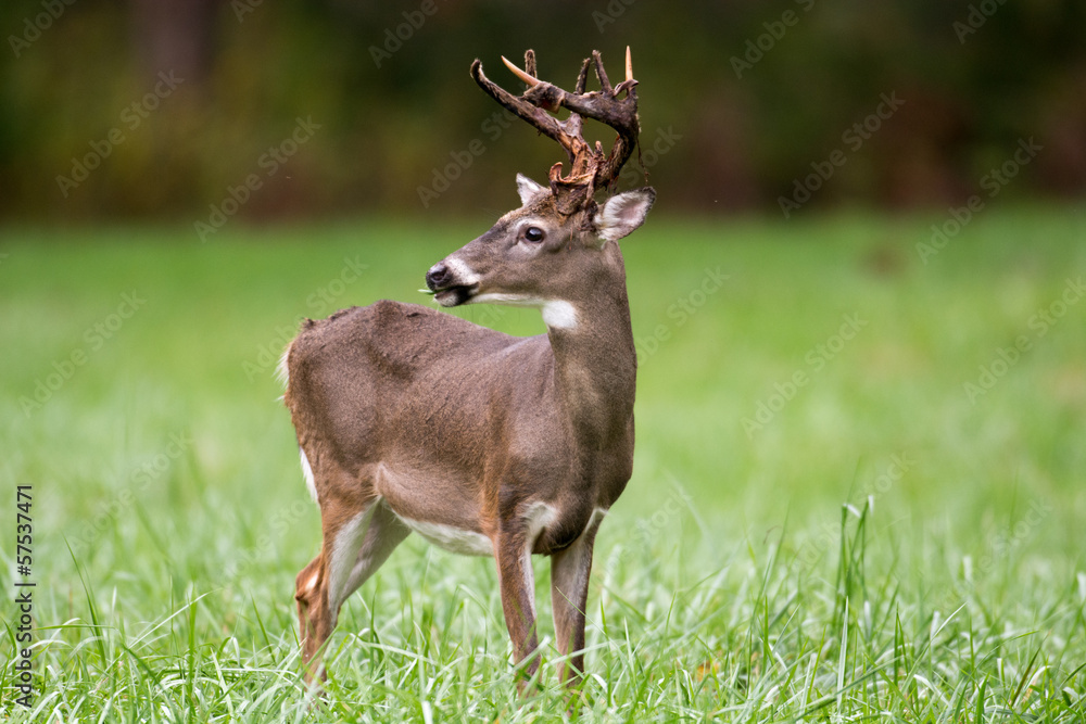 Whitetailed deer buck