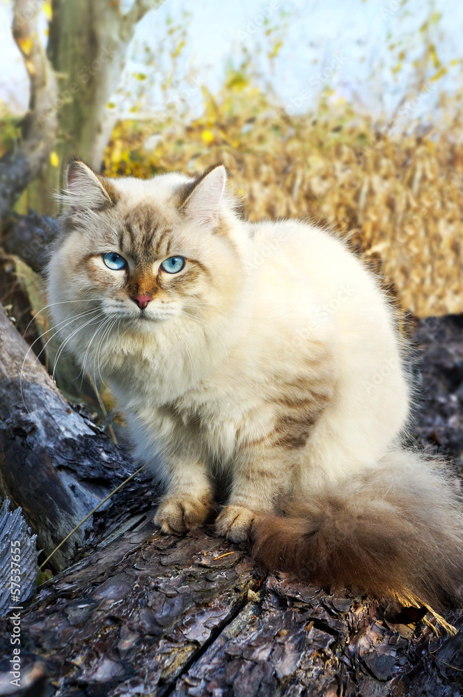 Siberian cat in a autumn forest Siberian cat in a autumn forest