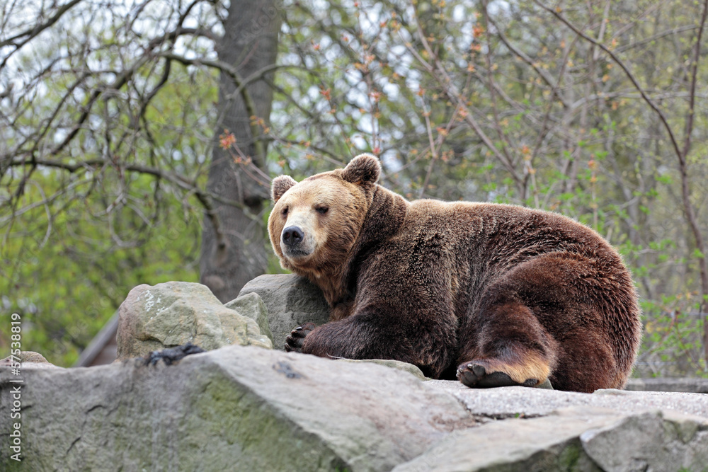 Brown Bear (Ursus arctos) lies on a rock