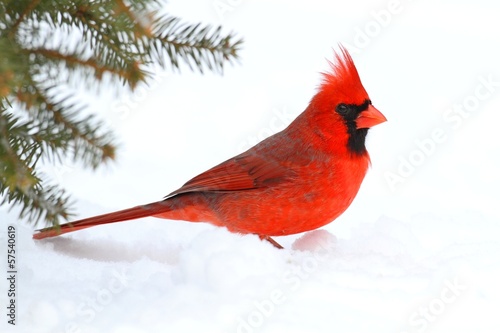 Leinwand Poster Male Cardinal In Snow