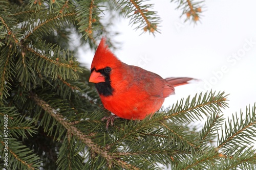 Male Cardinal In Snow