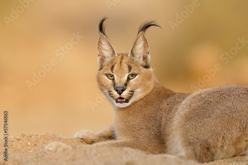 Female Caracal resting, South Africa photo