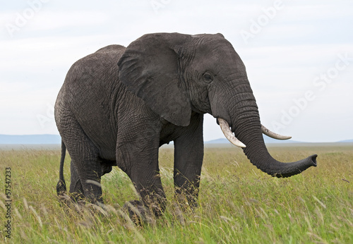 Elefante - Serengeti