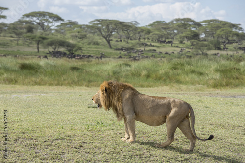 A Male Lion in the Ndutu area, Tanzania