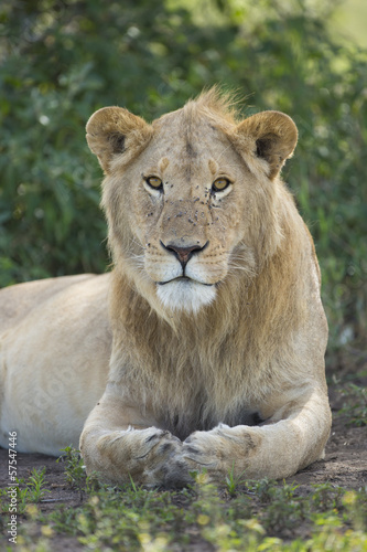 Sub adult  Male African Lion  Panthera leo  Tanzania