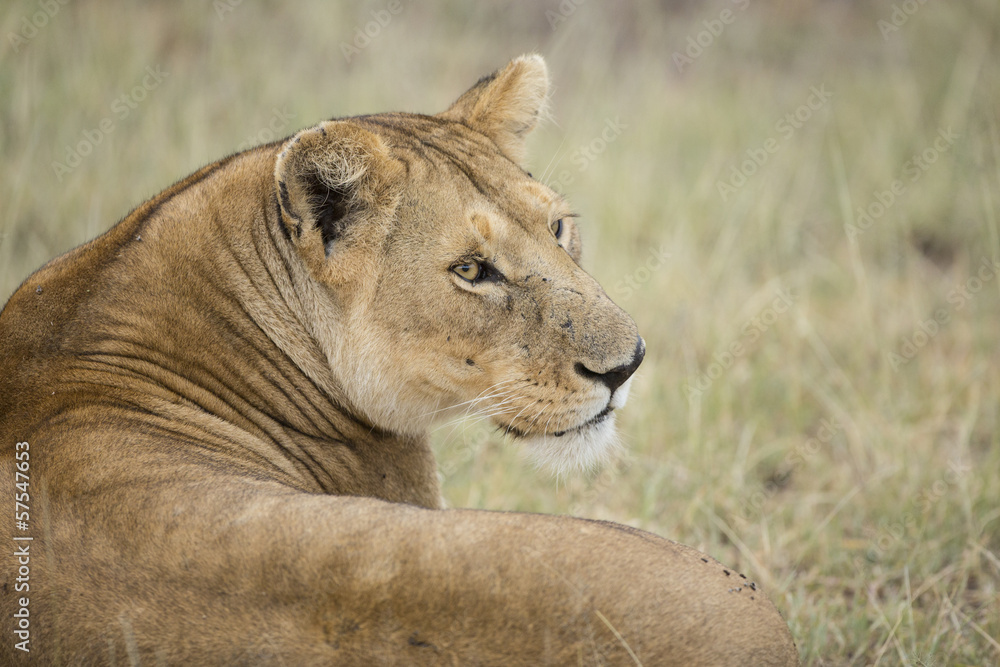 Fototapeta premium African Lioness (Panthera leo) in Tanzania