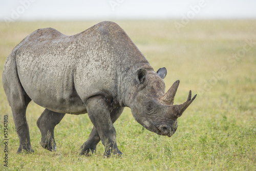 Male Black Rhino  Diceros bicornis  Tanzania