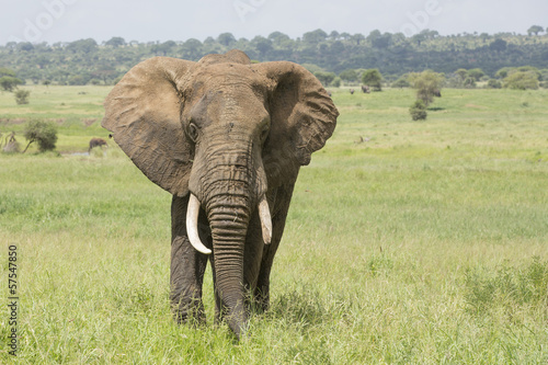 Bull African Elephant  Loxodonta africana  in Tanzania