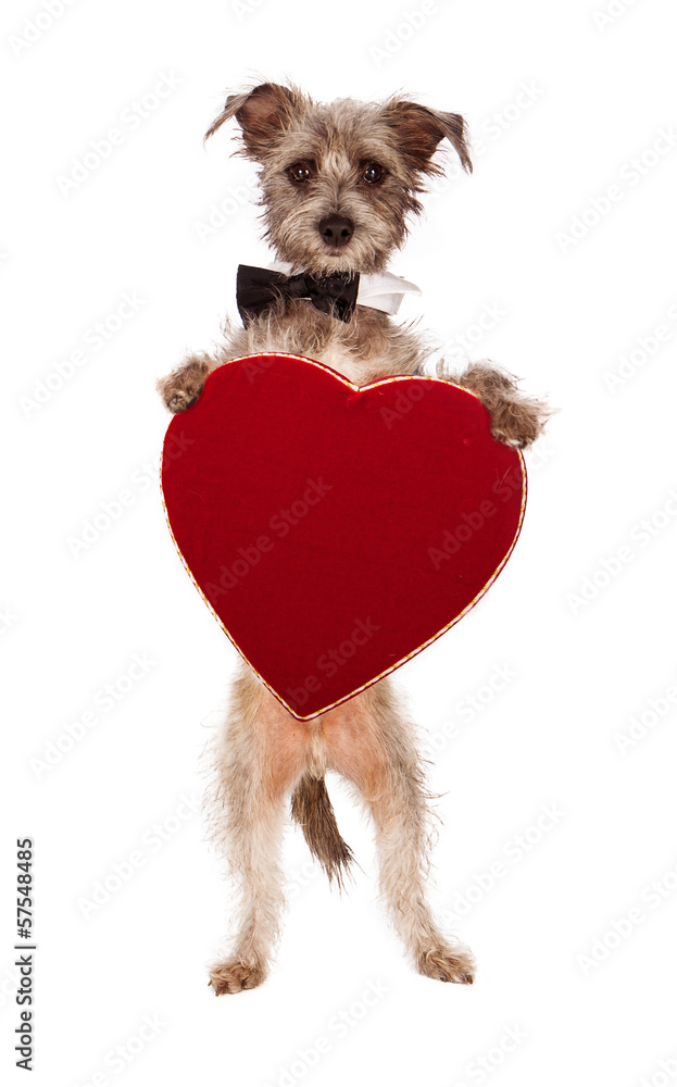 Terrier Dog Holding Heart Stock Photo Adobe Stock