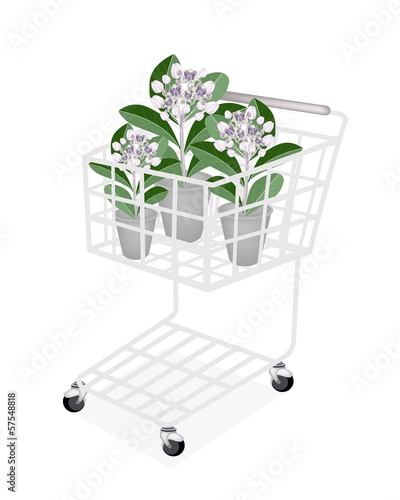 Fresh Calotropis Gigantea in A Shopping Cart