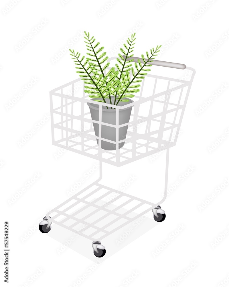 Beautiful Green Fern in A Shopping Cart Beautiful Green Fern in A Shopping Cart