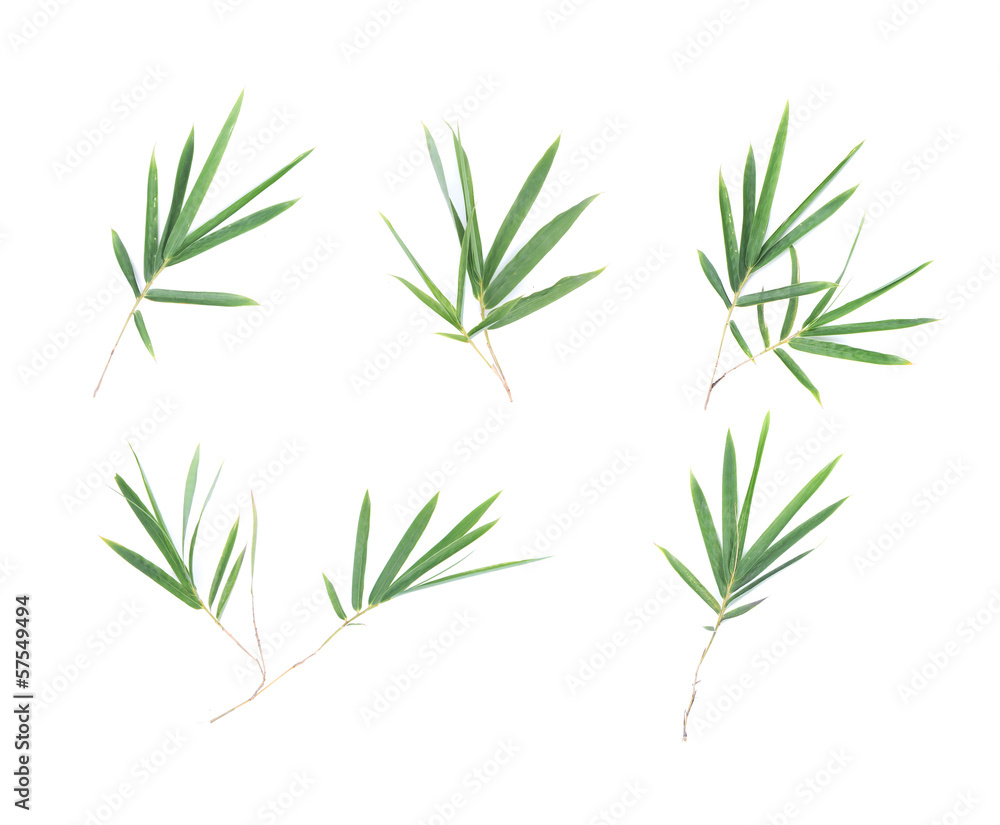 Fototapeta premium Bamboo leaves isolated on white background