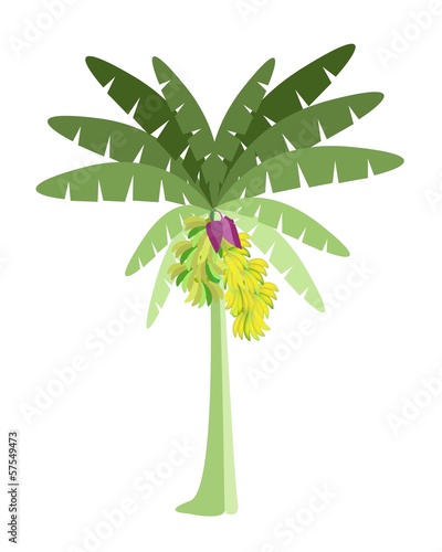 Banana Tree with Bananas and Blossom
