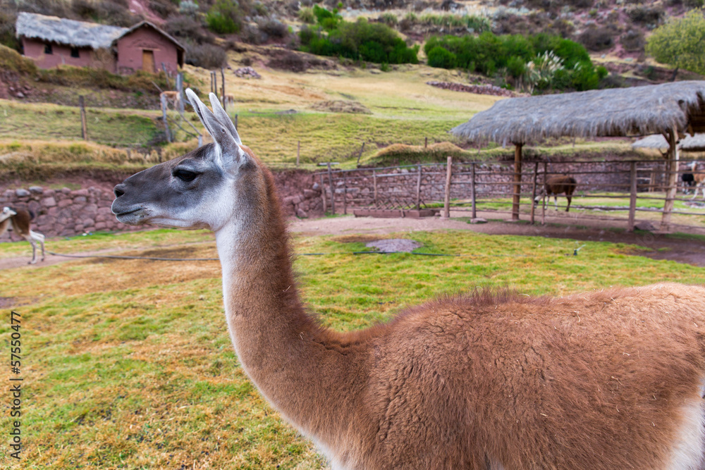 Peruvian Llama. Farm of llama,alpaca,Vicuna in Peru Stock Photo