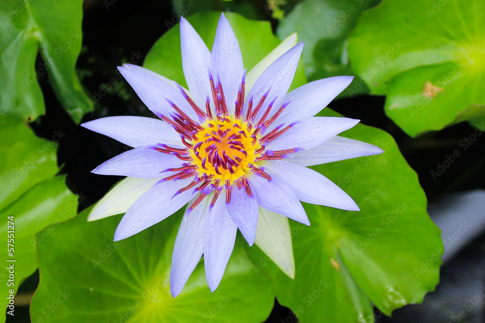 water lily, lotus flower water lily, lotus flower