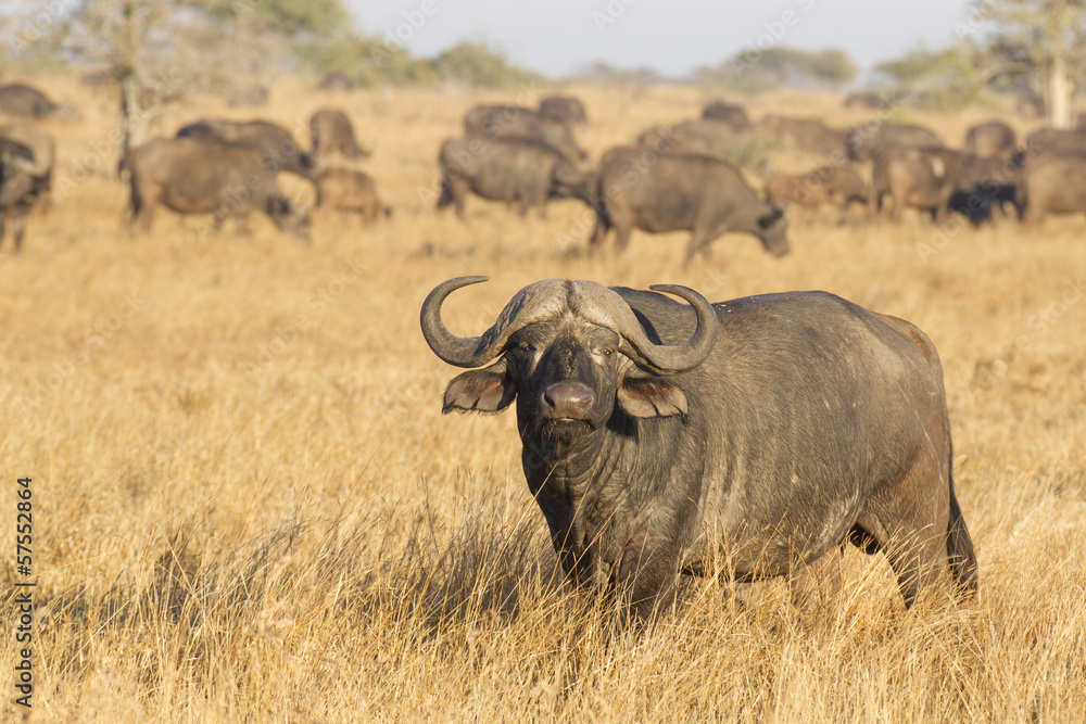 Obraz premium A Male Cape Buffalo with herd, South Africa