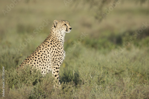 Adult Female Cheetah (Acinonyx jubatus) Tanzania
