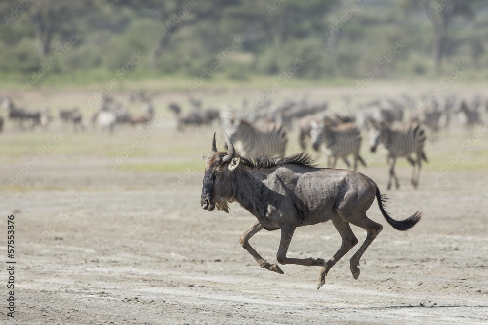 White Bearded Wildebeest running, Tanzania White Bearded Wildebeest running, Tanzania