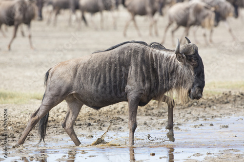 White Bearded Wildebeest on the migration. Tanzania