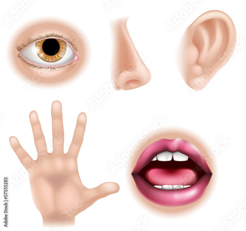 Five Senses Body Parts