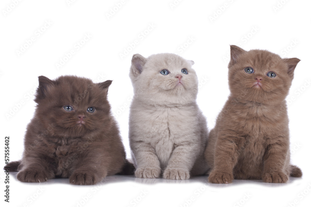 Drei Kätzchen nebeneinander- three kitten