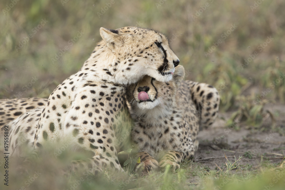 Female Cheetah with her cub (Acinonyx jubatus) in Tanzania Female Cheetah with her cub (Acinonyx jubatus) in Tanzania