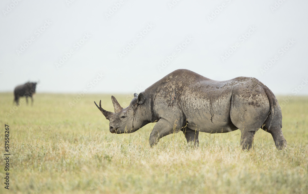 Fototapeta premium Black Rhino (Diceros bicornis) in Tanzania