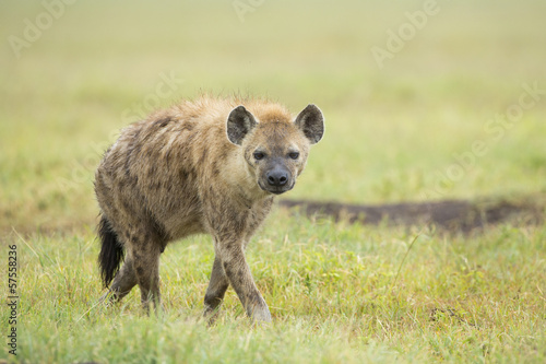 Spotted Hyaena (Crocuta crocuta) Tanzania