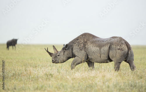 Black Rhino  Diceros bicornis  in Tanzania