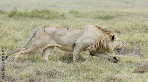 Male Lion stalking, (Panthera leo) Tanzania
