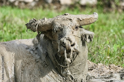 Ein Wassebüffel auf einem Reisfeld in Indonesien