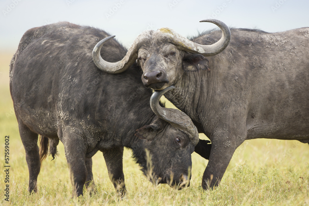 Cape Buffalo Bulls (Syncerus caffer) in Tanzania Cape Buffalo Bulls (Syncerus caffer) in Tanzania